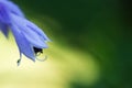 Delicate Blue Hosta Flowers On Blur Nature Green Background. Beautiful Garden Flowers