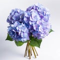 Delicate Blue Hydrangea Bouquet For Wedding Gift Royalty Free Stock Photo