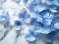 Delicate blue hydrangea flowers isolated on white marble background Royalty Free Stock Photo