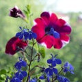 Delicate blue lobelia flowers on the background of blooming petunia Royalty Free Stock Photo