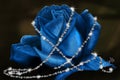 Delicate Blue Rose Royalty Free Stock Photo