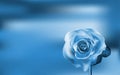 Delicate blue Rose on a blurred background Royalty Free Stock Photo