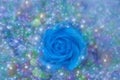 Blue rose on a beautiful blue background Royalty Free Stock Photo