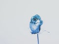 Delicate blue rose Royalty Free Stock Photo