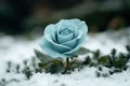 Delicate blue rose in snow Royalty Free Stock Photo