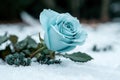 Delicate blue rose in snow Royalty Free Stock Photo
