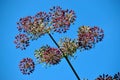 Delicate blue sedum plant with a blue summer sky in the background