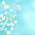 Delicate blue Spring summer background with chamomile flowers Royalty Free Stock Photo