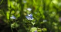 Delicate Blue Veronica Persica Flower Or Persian Speedwell On Natural Green Grass Bokeh.