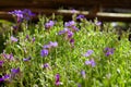 Delicate blue violet flowers. Lobelia. Botanical garden. Royalty Free Stock Photo