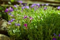 Delicate blue violet flowers. Lobelia. Botanical garden. Royalty Free Stock Photo