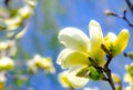 Delicate blurry lemon spring magnolia flowers, stylized as watercolor, post-processing with soft focus, delicate nature postcard