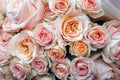 a delicate bouquet of light beautiful freshly cut roses wrapped in decorative cellophane Royalty Free Stock Photo