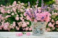 Bouquet of pink roses and lavender on the background of a blooming rose garden Royalty Free Stock Photo