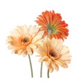 Delicate bouquet of tender cream and orange gerbera flowers isolated