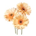 Delicate bouquet of tender cream and orange gerbera flowers isolated