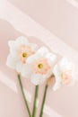 Delicate bouquet of three daffodils Orchid on a pink background, the concept of minimalist creative pastels, hard light