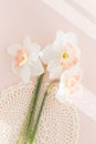 Delicate bouquet of three Orchid daffodils on pink background wi