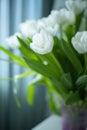 delicate bouquet of white tulips in a vase