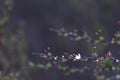 delicate branch adorned with small white blossom and buds against dark, blurred background. concepts: serene and subtle