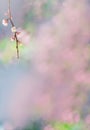 A delicate branch of a blossoming apricot with flowers against a delicate pink background Royalty Free Stock Photo