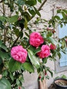 occitanie a delicate branch of pink camellia Royalty Free Stock Photo