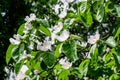 Delicate branch with white quince tree flowers and green leaves in full bloom with blurred background in a garden in a sunny