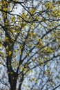 Early spring branches with yellow blossoms against pale sky Royalty Free Stock Photo