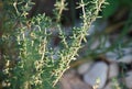 DELICATE BRANCHES OF A THYME PLANT IN SUNLIGHT Royalty Free Stock Photo