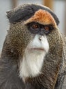 Delicate Brazza's Monkey: A Portrait of Serenity