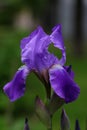 Delicate and bright iris. Lilac beginning of summer. Royalty Free Stock Photo