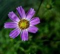 Delicate bright lilac cosmea in the garden