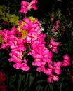 Delicate, bright pink snapdragons perfect for spring Royalty Free Stock Photo