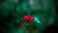 Delicate bright red berries stick together on dark green leaves and dark background. It gives a sense of peace and serenity.