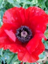 Delicate bright red coloured garden poppy flower with central parts pollens stamens pistils in my garden