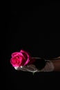 Delicate bright red rose lying on beautiful woman\'s hand in white mesh glove on black background Royalty Free Stock Photo