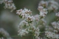 Delicate buckwheat flowers