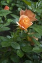 Delicate bud of orange color rose in the garden. Just beginning to bloom rosebud Royalty Free Stock Photo