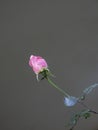 Delicate bud of a pink rose on a solid background. Women`s Day. Congratulation Royalty Free Stock Photo