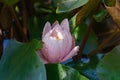 Delicate bud pink water lily or lotus flower Marliacea Rosea opened early in morning in garden pond. Petals of Nymphaea Royalty Free Stock Photo