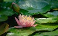 Delicate bud pink water lily or lotus flower Perry`s Orange Sunset opened early in morning in garden Royalty Free Stock Photo