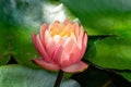 Delicate bud pink water lily or lotus flower Perry`s Orange Sunset opened early in the morning in old pond Royalty Free Stock Photo