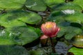 Delicate bud pink water lily or lotus flower Perry`s Orange Sunset opened early in the morning in old pond Royalty Free Stock Photo