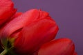 Delicate Bud of a Tulip flower very close-up. Beautiful fresh dewdrops and soft light. Bright warm colors, small depth of field, Royalty Free Stock Photo