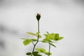 Delicate Bud on the young fresh sprig of roses.The first sprouts. Origin of life