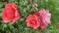 Tenderness of pink irish roses