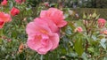 Tenderness of pink irish roses