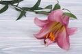 Delicate burgundy lily with stem