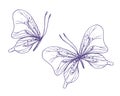 Delicate butterflies with patterns on the wings, simple, sweet, light, romantic. Illustration graphically hand-drawn in