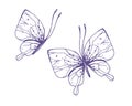 Delicate butterflies with patterns on the wings, simple, sweet, light, romantic. Illustration graphically hand-drawn in